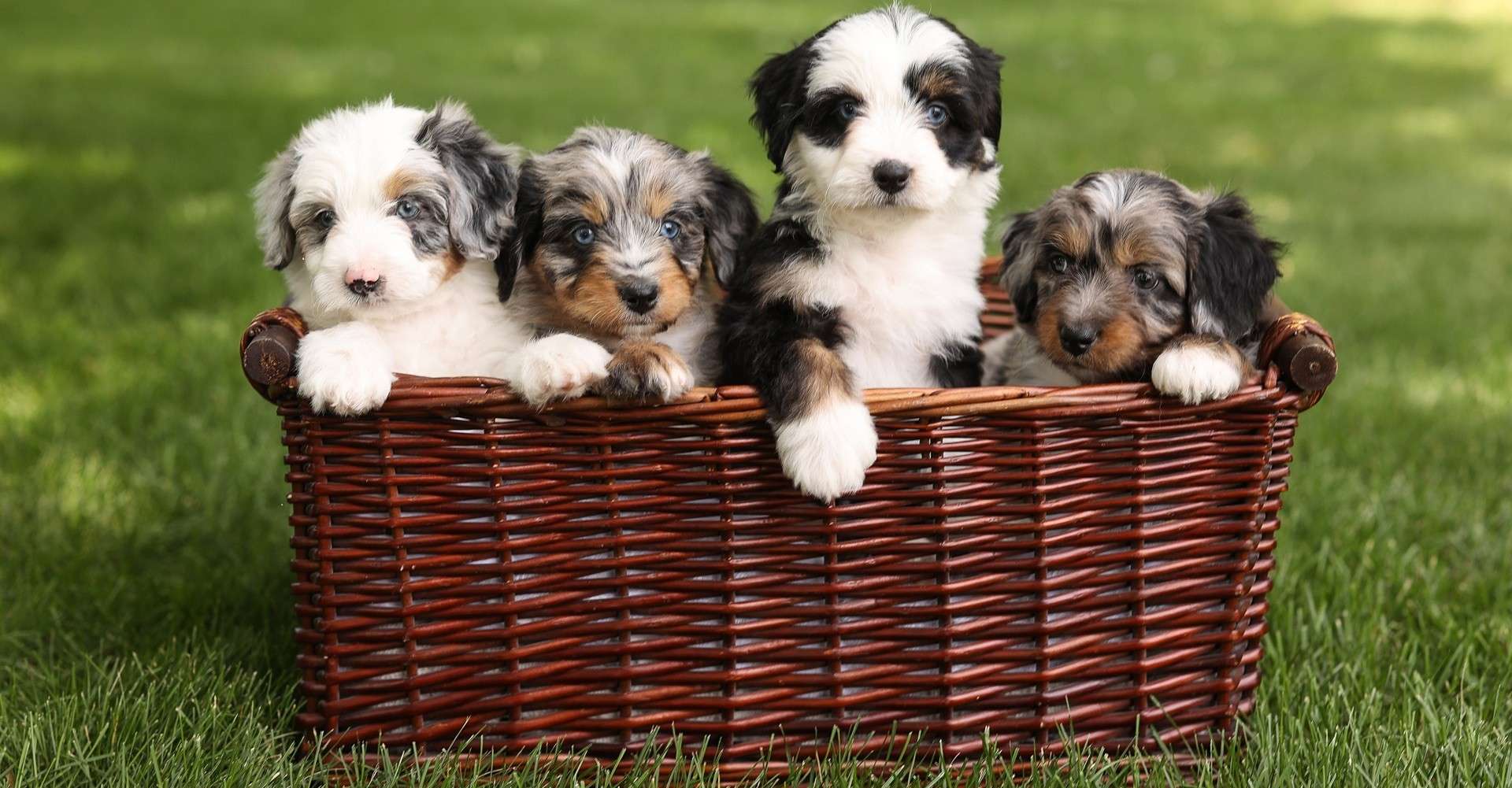 Health Guarantee Health Guarantee